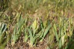 Iris arenaria