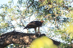 Stephanoaetus coronatus