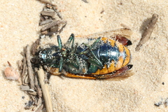 Temognatha mitchellii