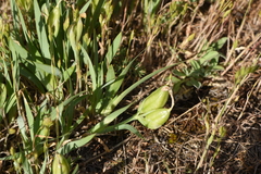 Iris arenaria