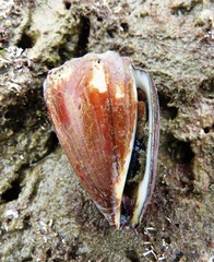 Conus brunneus