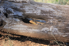 Broadleysaurus major