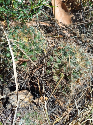 Mammillaria discolor