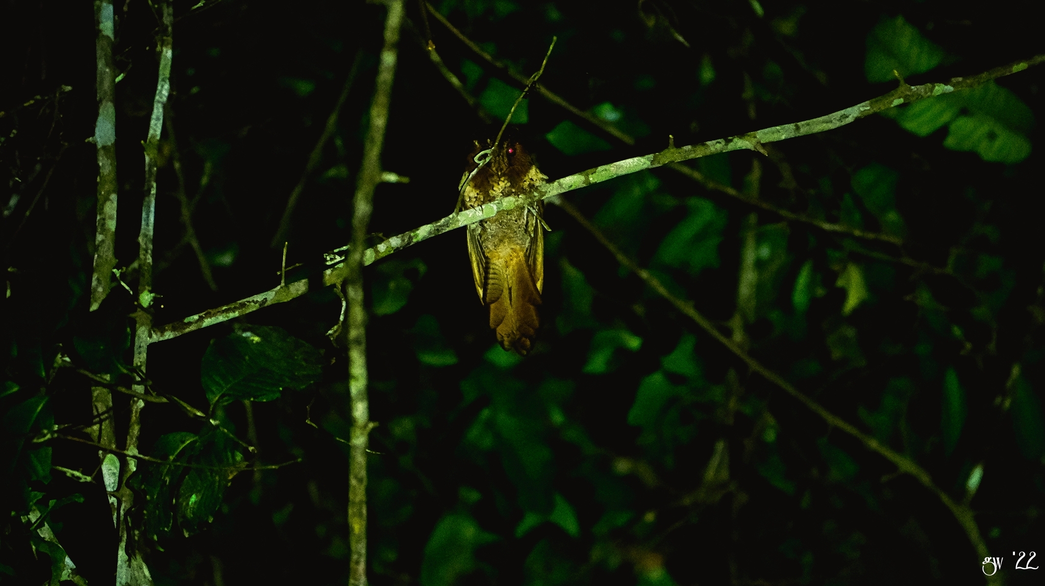 Moluccan Owlet-nightjar illustration