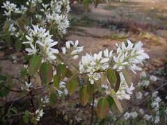 Amelanchier spicata