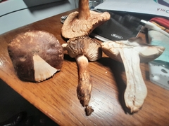 Tricholoma stans