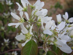 Amelanchier spicata