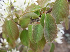 Amelanchier spicata