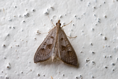 Mecyna asinalis
