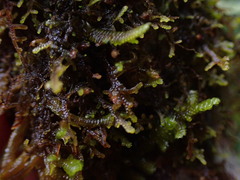 Frullania nisquallensis