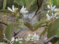 Amelanchier spicata
