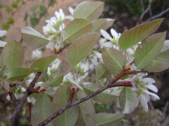 Amelanchier spicata