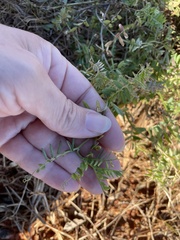 Vicia villosa