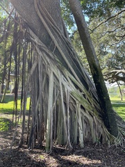 Ficus aurea