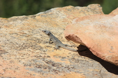 Pseudocordylus microlepidotus microlepidotus