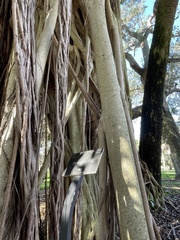 Ficus aurea