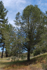 Pinus quadrifolia