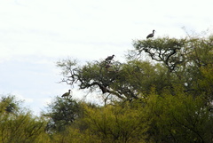Theristicus caerulescens