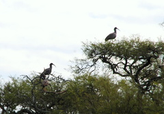 Theristicus caerulescens
