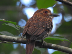 Malacoptila panamensis