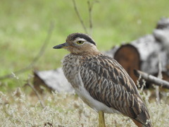 Burhinus bistriatus
