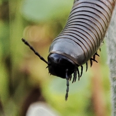 Ommatoiulus rutilans