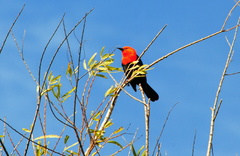 Amblyramphus holosericeus
