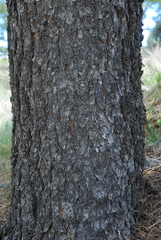 Pinus quadrifolia