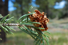 Pinus quadrifolia