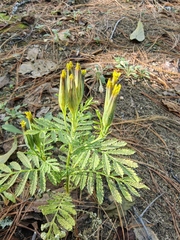 Tagetes foetidissima