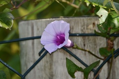 Ipomoea tiliacea