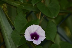 Ipomoea tiliacea