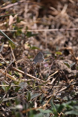 Cupido comyntas texana