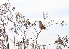 Phacellodomus striaticollis