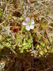 Geranium potentilloides