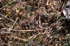 Cupido comyntas texana