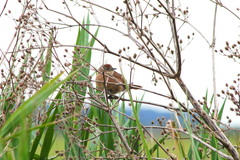 Phacellodomus striaticollis
