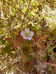 Geranium potentilloides