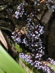 Physarum pezizoideum