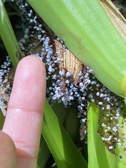 Physarum pezizoideum