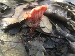Cantharellus coccolobae