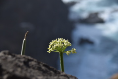 Cynanchum daltonii