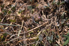 Cupido comyntas texana