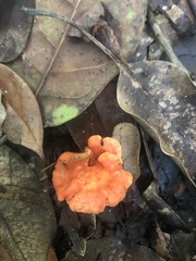 Cantharellus coccolobae