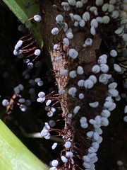 Physarum pezizoideum