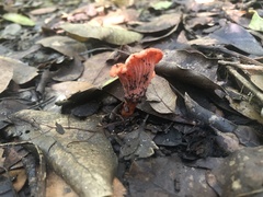 Cantharellus coccolobae