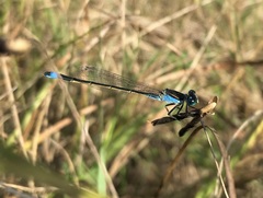 Ischnura fountaineae