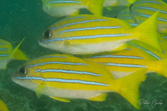 Lutjanus bengalensis
