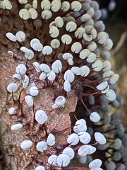 Physarum pezizoideum