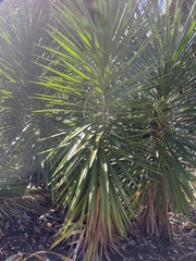 Yucca aloifolia
